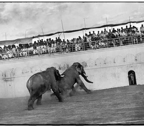 For centuries, elephant fights have been both a symbol of royal grandeur and a subject of artistic fascination. In the courts of Indian maharajas, these battles were staged for celebrations like a