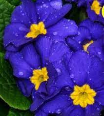 Beautiful Blue Primrose Flower Seeds 80 Seeds Buy 4 Items Free Shipping Ebay Buy Now Only 0 99 Flower Seeds Planting Flowers Rose Seeds