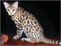 The Ultimate Guide to Bengal Cats | Cattify