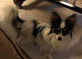We also partner with many amazing volunteer groups across the country that will share your listing on facebook, twitter and other social media. Lost Dogs Illinois On Twitter Lost Warrenville Il Mack Rd Illinois Rt 59 At Dog Park Blackjack Male Papillon Black White Tan Call 630 244 0058 Friendly Dupagecounty 60555 Missing 01 31 2020 Lostdogsillinois To See