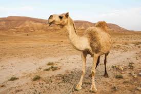In saudi arabia, the increasing demand in camel milk by a growing urbanized population is stimulating the development of camel dairy farms, especially around the towns. Travel In Saudi Arabia Is The Country Ready For Tourists Adventure Com