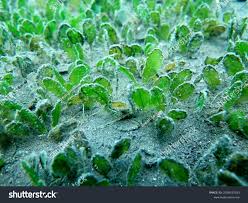 Image result for Halophila ovalis