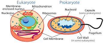 The membrane controls the flow of information in the cell as it is conducted by the macromolecules. A Viral Nucleus