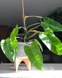 Our Philodendron Painted Lady Has Patiently Waited To Be Repotted For 3 Months She S Looking Mighty Fine In Her New P Woman Painting Philodendron Plant Leaves