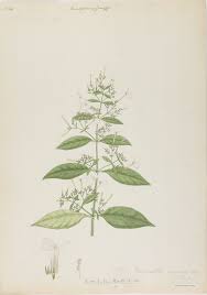 Image result for Rhinacanthus zambesiacus