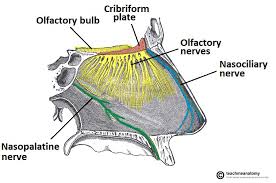 The Olfactory Nerve Cn I Pathway Anosmia Teachmeanatomy