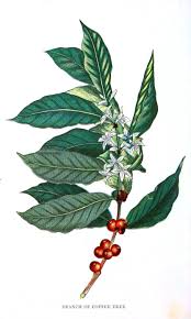 2 days ago · introduction: 13 Coffee Leaf Ideas Coffee Plant Coffee Tattoos Coffee Tree