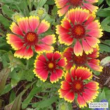 Pin On Red Flowers