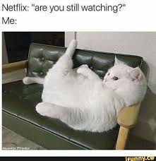 Netflix are you still watching meme gif. Netflix Are You Still Watching Kittens Funny Funny Animals Cats