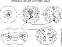 Animal cell label me printout. Animal Cell Mitosis Label Me Printout Mitosis Animal Cell Map Activities