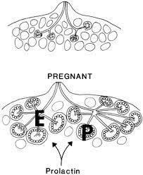 The Breast During Pregnancy And Lactation Glowm