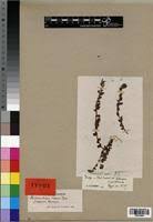 Image result for Laurembergia repens