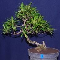 Jual Produk Bonsai Pucuk Merah No Termurah Dan Terlengkap Januari 2021 Bukalapak