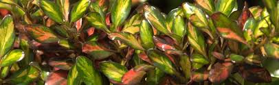 Showcasing bright green and yellow leaves spring through summer and with bright oranges and reds in the fall through the winter makes this variety an interesting landscape. Coprosma Mirror Plant