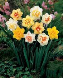 100 Pcs Pack Narcissus Flower Seeds Daffodil Seed Bonsai Plants Double Petals Absorption Radiation Potted Diy Home Garden Daffodil Bulbs Bulb Flowers Daffodils
