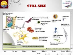 We did not find results for: Structure Of Bacterial Plant And Animal Cells