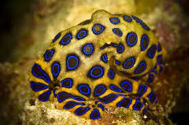 Blue Ringed Octopus Octopus Species Octopus Deadly Animals