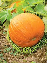 Pumpkin Pedestals Set Of 3 Growing Pumpkins Pumpkin Garden Supplies