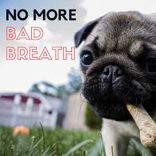 We did not find results for: A Treat To Help Your Dog S Bad Breath Pethelpful