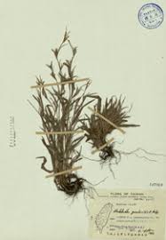 Image result for Hackelochloa granularis