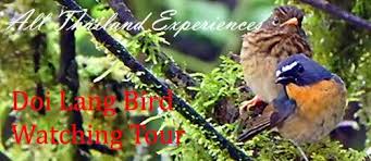 Doi Lang Thailand Bird Watching