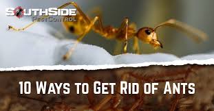 Scientific methods of getting rid of ants. 10 Ways To Get Rid Of Ants In Australia Pest Control Southside