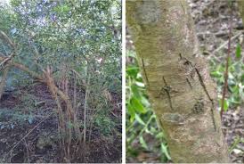 Image result for Pterocelastrus