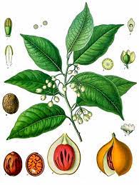 See 17 authoritative translations of pala in english with example sentences and audio pronunciations. Pala Definition And Synonyms Of Pala In The Javanese Dictionary