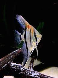 ronald marcos pterophyllum scalare manacapuru skalar