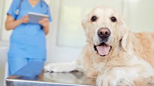 Pet Emergency And Critical Care In Springfield, MO | Galloway Village  Veterinary