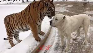 Animirovannoe Foto Funny Animal Videos Dog Logic Alabai Dog