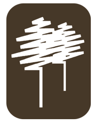 A wisconsin wholesale tree grower and midwest supplier of b&b shade trees. Regal Petticoat Maple Acer Pseudoplatanus Tunpetti Timberline Trees Llc