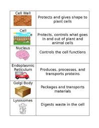 Cell Organelle Matching Teaching Biology Biology Classroom Biology Lessons