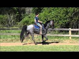 Oh My Do I Ever Miss This Beautiful Blue Roan Tennessee Walking Horse Gelding For Sale Video From The Saddle Walking Horse Tennessee Walking Horse Horses