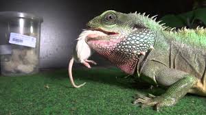 The genus name is greek for inflated jaw. Chinese Water Dragon Alchetron The Free Social Encyclopedia