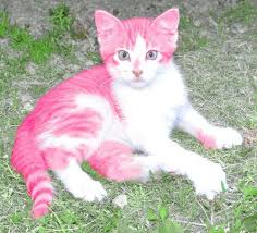 Cat island is quiet and unassuming, but it has treasures to offer. Pin On Animals