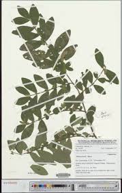 Image result for Mostuea batesii