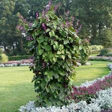 Image result for Dolichos angustifolius