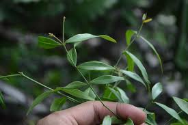 Image result for Secamone