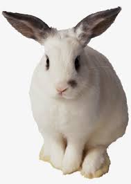 Maybe you would like to learn more about one of these? Rabbit Png Rabbit Clipart Bunny Clip Art Animals Transparent Background Rabbit Transparent Transparent Png 1978x2686 Free Download On Nicepng