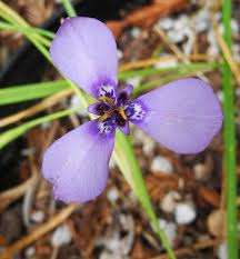 Image result for Ateleia herbert-smithii