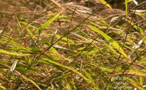 Image result for Microstegium fasciculatum