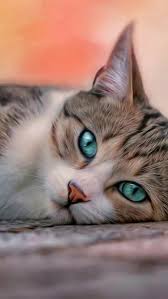 Ayse Adli Kullanicinin Kedi Cats Panosundaki Pin Sevimli Kediler Sevimli Kedi Yavrulari Guzel Kediler