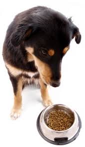 Check spelling or type a new query. Canned Or Dry Dog Food What S The Better Choice