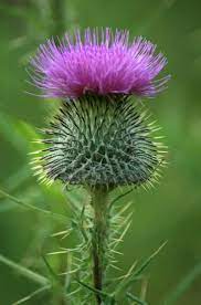 Schone Schottische Distel Distel Schone Schottische Scotland National Flower Beautiful Flowers Flowers