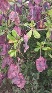 Image result for Terminalia stuhlmannii