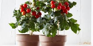 You will just need to keep the. Tesco Sell Bargain 4 Indoor Tomato Plant That Produces 150 Juicy Tomatoes
