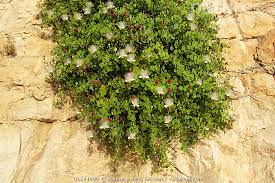 Image result for Capparis cartilaginea