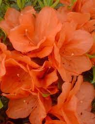 Pin By Michelle Smith On Ideas For Landscaping Azaleas Flowers Orange Flowers