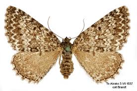 Image result for Entephria polata